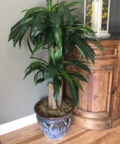 Nearly Natural 6648 4ft. Corn Stalk Dracaena Silk Plant (Real Touch),Green 43 81mGbg09g1L