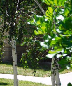 Nikon COOLPIX L840 Digital Camera with 38x Optical Zoom and Built-In Wi-Fi (Red) Red Base 57 81mLTJ1BXL