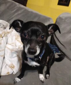 PEDIGREE DENTASTIX Dental Dog Treats for Toy/Small Dogs Fresh Flavor Dental Bones, 12.66 oz. Pack (51 Treats) 51 Count (Pack of 1) 27 81mTs1VGldL