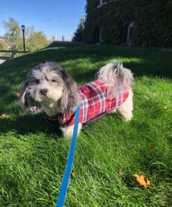 Kuoser Cozy Waterproof Windproof Reversible British Style Plaid Dog Vest Winter Coat Warm Dog Apparel for Cold Weather Dog Jacket for Small Medium Large Dogs with Furry Collar (XS - 3XL),Red M Medium (Pack of 1) Red 38 81mV9fO1U3L