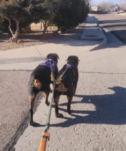 Exquisite Double Running Waist Leash for Large Dogs | Retractable Dog Leash 2 Dogs | Hands Free Leash for for Large Dogs | Two Dog Leash for Large Dogs | Leash for Big Dogs | HandsFree Dog Leash Khaki & Orange Two Large Dogs (35-150 lbs each) 27 81maWlq2XwL 1