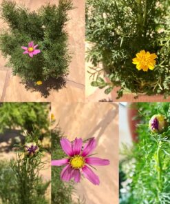 Cosmos Seeds Wildflower Mixture - Bulk 1 Ounce Packet - Over 5,000 Seeds - Pink, Yellow, Orange, Red, Purple and White Mixed Species! 1 Ounce Pouch 40 81mptuZu9fL