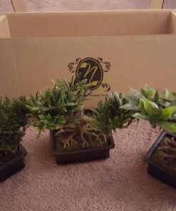 Nearly Natural 4122 8.5in. Bonsai Silk Plant Collection (Set of 3),Green 18 81mvCgKDaGL