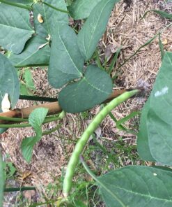 EZ-Straw Just Straw Clean Processed Straw – Multi Purpose - Small Bale (1 Cubic Foot) 1-(Pack) 20 81mwZ1NyyZL