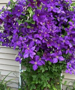 Scotts Super Bloom Water Soluble Plant Food, 2 lb - NPK 12-55-6 - Fertilizer for Outdoor Flowers, Fruiting Plants, Containers and Bed Areas - Feeds Plants Instantly 67 81mxORmmuL