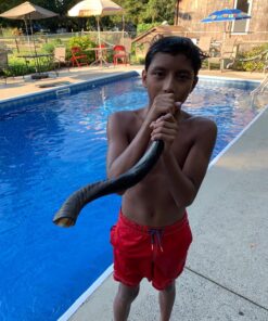 Half-Polished Finish Yemenite Kudu Horn Shofar 20"-22" 22 81mxsIEJvDL