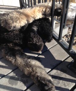 ETTA SAYS! Dog Liver Sprinkles for Dogs – Pack of 1 – 3 oz. Dog Food Topper, Dog Food Seasoning, Freeze Dried Liver 3 Ounce (Pack of 1) 15 81mzGdNs1L