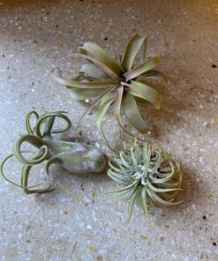 Air Plants Tillandsia Assortment 10 Pack Easy Houseplants for Beginners Small to Medium 1.5"-6"+ 30 81n Zg6125L