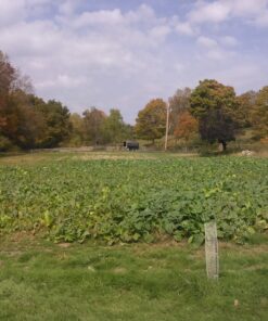 Antler King Honey Hole Mix 38 81nFp0ZTygL