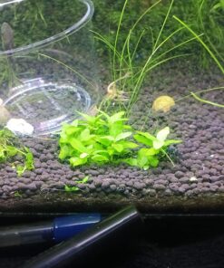 Staurogyne Repens Tissue Cultured - Foreground Aquarium Plant 64 81nGbLMe7PL