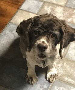 DentaLife Made in USA Facilities Small/Medium Dog Dental Chews, Daily - 40 ct. Pouch 40 Count (Pack of 1) 43 81nLMZ34RtL