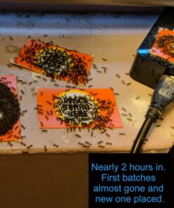 TERRO Liquid Ant Killer ll T200, 2 oz 50 81nLtiizZyL