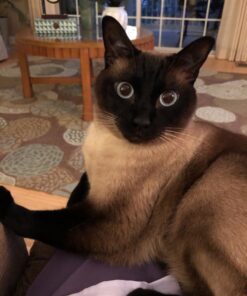 Purina Fancy Feast Classic Pate Ocean Whitefish and Tuna Feast Classic Grain Free Wet Cat Food Pate - (24) 3 oz. Cans Ocean Whitefish & Tuna 3 Ounce (Pack of 24) 25 81nN1qN40aL