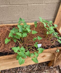 Michigan Peat 40 Pound Garden Magic Compost and Manure with Odor Free Blend and Naturally Moist and Fibrous for Lawn and Garden 40-Pound 15 81nPjb99CyL