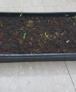 10 Plant Growing Trays (No Drain Holes) - 20" x 10" - Perfect Garden Seed Starter Grow Trays: for Seedlings, Indoor Gardening, Growing Microgreens, Wheatgrass & More - Soil or Hydroponic Black No drain holes 42 81nR8DyPSIL