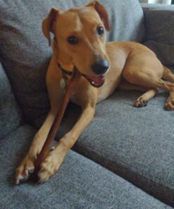 Best Bully Sticks All Natural Premium 12 Inch Jumbo Bully Sticks for Large Dogs - USA Baked & Packed - 100% Grass-Fed Beef - Single-Ingredient Grain & Rawhide Free Dog Chews - 8 Pack 12" Natural Scent 8 Count (Pack of 1) 29 81nS Y1RlL 3