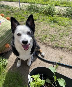 POINTPET Glucosamine for Dogs - Hip & Joint Supplement - Dog Mobility Soft Chews with Chondroitin & MSM - Dog Supplement with Omega 3, Vitamin C & E for Hips and Joints 120cnt 120 Soft Chews 25 81nSgcjvuiL