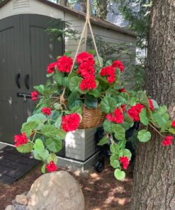 Nearly Natural 6609-RD 24in. Geranium Hanging Basket Silk Plant,Red,10.25" x 10.25" x 17.5" Red 25 81nT A3P5VL