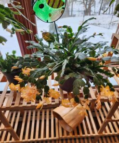 Espoma Organic 8 Ounce Concentrated Indoor! Plant Food - Indoor Plant Fertilizer for Large & Small Plants Like Pothos, Fiddle Leaf Fig, Monstera, Snake & Palms 46 81nTLSDs1L