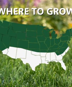 Jonathan Green (10622) Black Beauty Dense Shade Grass Seed - Cool Season Lawn Seed (1 lb) 1 lb 20 81nUJpFZ96L