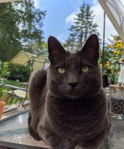 Purina Cat Chow Naturals With Added Vitamins, Minerals and Nutrients Dry Cat Food, Naturals Original - 13 lb. Bag Chicken & Salmon 13.00 Pound (Pack of 1) 44 81nVc4AkelL