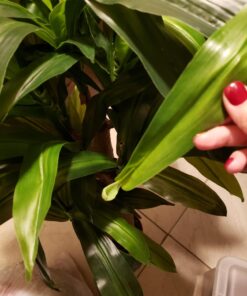 Nearly Natural 6648 4ft. Corn Stalk Dracaena Silk Plant (Real Touch),Green 35 81nZKvutjNL