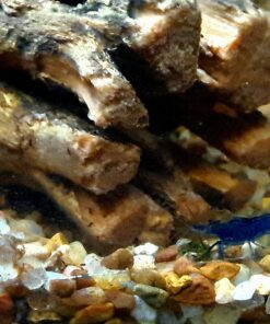 Blue Velvet Shrimp - Live Shrimp for Freshwater Aquariums or Tanks - Live Arrival Guarantee (10 Shrimp) 10 Shrimp 35 81ncaRV h5L