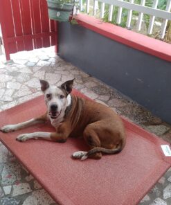 Coolaroo The Original Cooling Elevated Dog Bed, Indoor and Outdoor, Large, Terracotta 51.0"L x 31.5"W x 8.0"Th 34 81ng62l8gAL