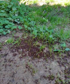 Scotts EZ Seed Patch & Repair Sun and Shade Mulch, Grass Seed, Fertilizer Combination for Bare Spots and Repair, 4 lb 3.75 lb. 1 Pack 39 81nhULweMNL