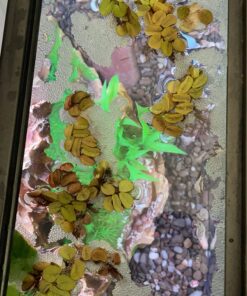 12 Water Spangles (Salvinia Minima), Live Aquarium/Aquatic/Floating/Pond/Freshwater Plant by G&Z 37 81nm5KWzz8L 2