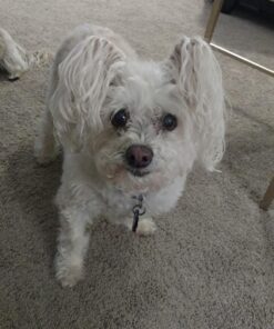 POINTPET Glucosamine for Dogs - Hip & Joint Supplement - Dog Mobility Soft Chews with Chondroitin & MSM - Dog Supplement with Omega 3, Vitamin C & E for Hips and Joints 120cnt 120 Soft Chews 28 81nmLXjfOL