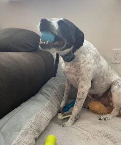 UPGRADED Q6 Rechargeable Bark Collar - Smart Barking Detection Module w/Triple Stop Anti-False Modes: Beep/Vibration/Shock for Small, Medium, Large Dogs & Breeds - IPx7 Waterproof (15-120 LBS) 37 81norl8VPgL