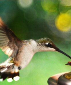 Foto&Tech FTML-L3 Wireless Remote Control Compatible with Nikon D7500 D750 D3400 D3300 D3200 D5500 D5300 D5200 D5100 D7200 D7100 D7000 D610 D600 D60 D70 D80 COOLPIX P900 P7800 P7700 A/1 J1 (1 Piece) 30 81nwTUx4dSL