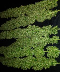 Fox Farm Liquid Plant Fertilizer: Big Bloom, Grow Big, Tiger Bloom (Pack of 3-16 oz. Bottles) 1 Pint Each + Twin Canaries Chart & Pipette 24 81o 2v4uhGL