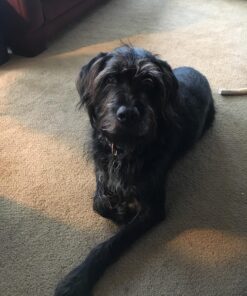 My AlphaPet Compostable Dog Poop Bags, Cornstarch Eco-Friendly, Highest EN1342 Certified, 120 Count, Large Size Bag 9x13 Inches, 8 Unscented Refill Rolls, Leak-proof, Plantbased, GM-Free Corn Unscented Green 28 81o3LsGuTTL