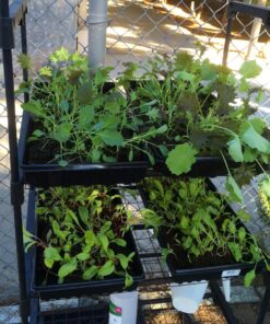 Ladbrooke Genuine Soil Block Maker - Mini 4 Hand Held - Most Popular Soil Blocking Tool, Made in England 35 81o4RYBCfoL