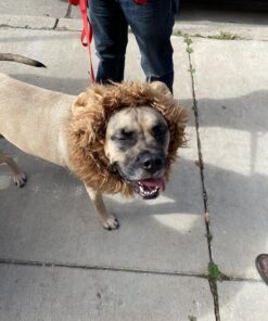 Pet Krewe Large Dog Lion Mane Halloween Costume – Fits Neck Size 13”- 32”- Lion Mane for Small Dogs – Ideal for Halloween, Dog Birthday, Dog Cosplay, Dog Outfits, Pet Clothes 27 81o7AVQecoL