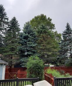 Lemontec Commercial Grade Outdoor String Lights with 15 Hanging Sockets - 48 Ft Black Weatherproof Cord Weatherproof Strand for Patio Garden Porch Backyard Party Deck Yard – S14 Black 39 81o7UMdxqfL