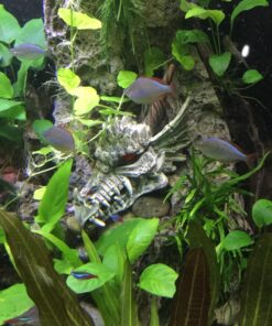 Penn-Plax Deco-Replicas Dragon Skull Gazer Aquarium Decoration – Safe for Freshwater and Saltwater Fish Tanks – Large 18 81oBCtd8wjL