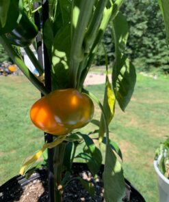 Southern Ag - Liquid Copper Fungicide - Fungicide, 16oz 12 81oEEGNss5L