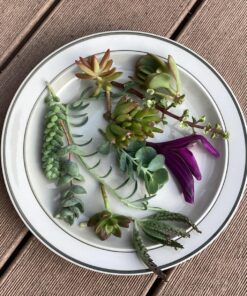 FATPLANTS 10 Living Succulent Cuttings 76 81oEh7UzgPL