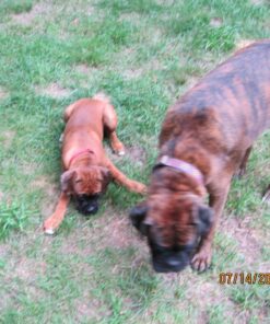 Pawstruck Natural Cow Hooves for Dogs - Made in The USA Long Lasting Beef Hoof Dental Treat Chews - No Artificial Preservatives - 10 Count - Packaging May Vary 40 81oKIVSSvvL