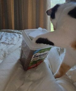 TEMPTATIONS MIXUPS Crunchy and Soft Cat Treats Catnip Fever Flavor, 16 oz. Tub 16 Ounce (Pack of 1) 45 81oPNUvXGPL