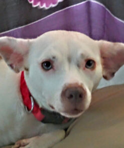 Intex Inflatable Ultra Lounge with Ottoman 40"x50"x30" 30 81oPbJsDhiL