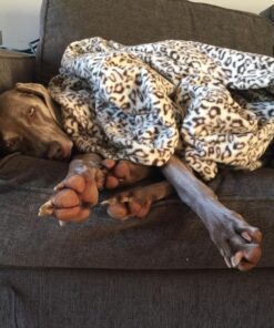 Sunbeam Royal Ultra Walnut Heated Personal Throw / Blanket, Cozy-Warm, Adjustable Heat Settings 39 81oRZwqoJnL 1