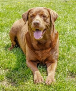 Milo's Kitchen Dog Treats, Chicken Meatballs, 18 Ounce 18 Ounce (Pack of 1) 34 81oSn2k9k0L