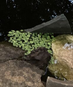 12 Amazon Frogbit (Limnobium Laevigatum), Live Aquarium/Aquatic Floating Plant by G&Z 41 81oUf F6OcL