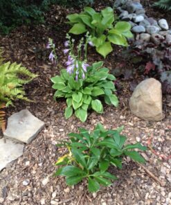 Yard Sentinel Outdoor Ultrasonic Animal Repeller with Motion Sensor, Adjustable Volume, Waterproof, Extension Cord, Powerful Repel for Squirrel, Raccoon, Skunk, Rabbit, Fox, Deer, Etc 1 Animal repellent 33 81oV ocBvGL