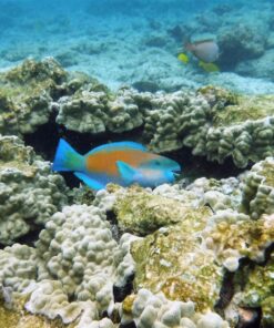 Fujifilm FinePix XP80 Waterproof Digital Camera with 2.7-Inch LCD (Yellow) Yellow 107 81obmkWDN L