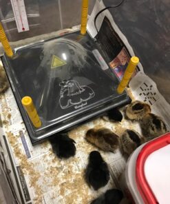 Premier Chick Heating Plate Kit - Includes Cover and Warms Up to 20 Chicks - 12" W x 12" L 35 81of4kiWyoL